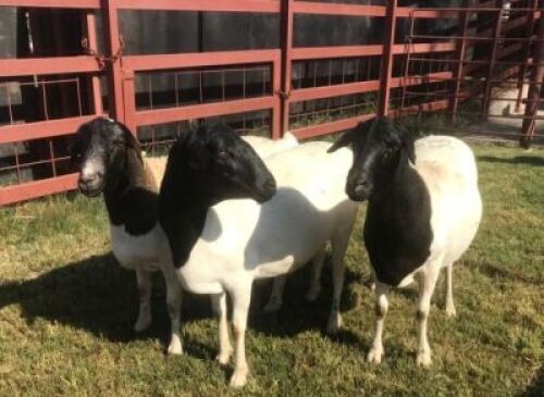 3 x DORPER CROSS EWE SUPA FEEDS (Pay per piece to take the lot)