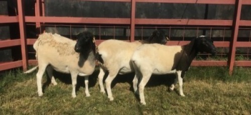 3 x DORPER EWE SUPA FEEDS (Pay per piece to take the lot)