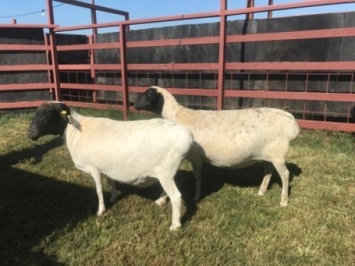 2 x DORPER CROSS EWE SUPA FEEDS (Pay per piece to take the lot)
