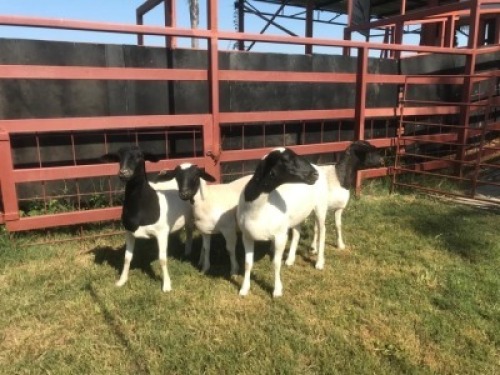4 x DORPER EWE SUPA FEEDS (Pay per piece to take the lot)