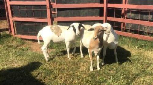 3 x MEATMASTER EWE SUPA FEEDS (Pay per piece to take the lot)