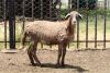 LOT 87 3X MEATMASTER OOI/EWE OLIVEBRANCH MEATMASTES(PER STUK OM LOT TE NEEM/PER PIECE TO TAKE THE LOT) - 2