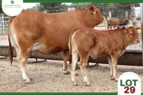 1+1 x LIMOUSIN COW + CALF SUPA FEEDS