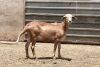 LOT 87 3X MEATMASTER OOI/EWE OLIVEBRANCH MEATMASTES(PER STUK OM LOT TE NEEM/PER PIECE TO TAKE THE LOT) - 3