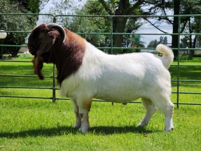 1X BOER GOAT STUD BUCK BEZUIDENHOUT BOERBOKSTOET