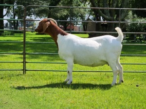 1+1 X BOER GOAT FLOCK DOE BEZUIDENHOUT BOERBOKSTOET