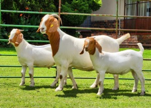 1+2X BOER GOAT STUD DOE BEZUIDENHOUT BOERBOKSTOET