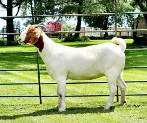 1X BOER GOAT STUD DOE BEZUIDENHOUT BOERBOKSTOET