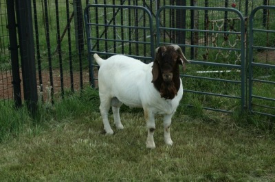 WITHDRAWN - 1X BOER GOAT BUCK BREKER BOERBOKSTOET