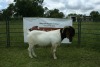 WITHDRAWN - 1X BOER GOAT BUCK BREKER BOERBOKSTOET - 2