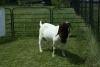 WITHDRAWN - 1X BOER GOAT BUCK BREKER BOERBOKSTOET - 3