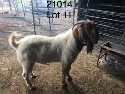 WITHDRAWN -1X BOER GOAT BUCK ELYSIUM STOETERY