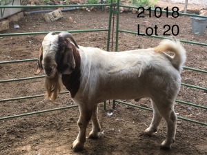 WITHDRAWN -1X BOER GOAT BUCK ELYSIUM STOETERY