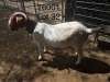 WITHDRAWN -1X BOER GOAT DOE ELYSIUM STOETERY