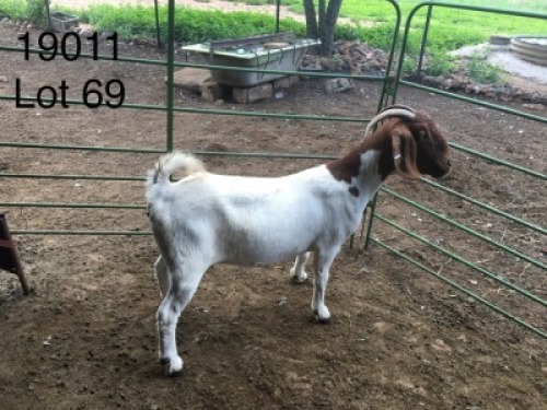 WITHDRAWN -1X BOER GOAT DOE ELYSIUM STOETERY