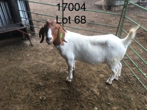 WITHDRAWN -1X BOER GOAT DOE ELYSIUM STOETERY