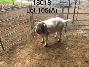 WITHDRAWN - 3X BOER GOAT DOE ELYSIUM STOETERY (PAY PER PIECE TO TAKE THE LOT)