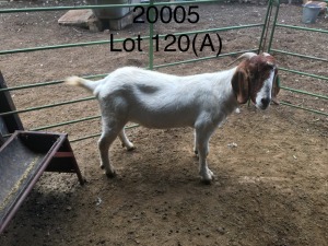 WITHDRAWN - 4X BOER GOAT DOE ELYSIUM STOETERY (PAY PER PIECE TO TAKE THE LOT)