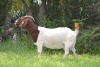 WITHDRAWN - 1+1X BOER GOAT DOE ESP BOERBOKSTOET - 3