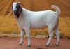 WITHDRAWN - 1X BOER GOAT BUCK ESP BOERBOKSTOET - 3