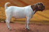 1X BOER GOAT FLOCK BUCK ESP BOERBOKSTOET - 3