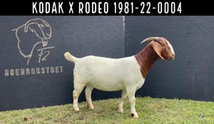 1X BOER GOAT STUD DOE F2 BOERBOKSTOET