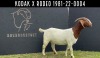 1X BOER GOAT STUD DOE F2 BOERBOKSTOET - 2