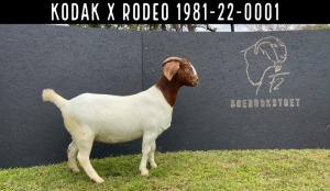 1X BOER GOAT FLOCK DOE F2 BOERBOKSTOET