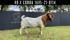 1X BOER GOAT STUD BUCK F2 BOERBOKSTOET