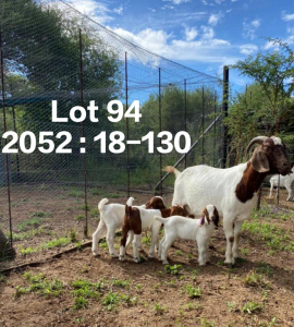 WITHDRAWN - 1X BOER GOAT DOE FELA STOET BOERDERY