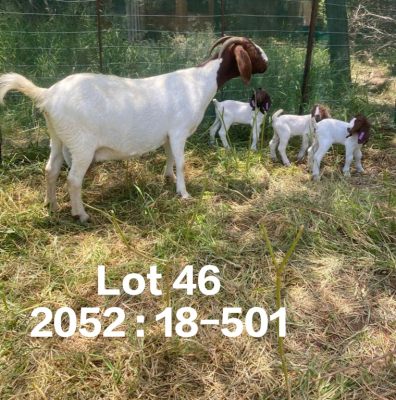 1+2X BOER GOAT FLOCK DOE FELA STOET BOERDERY