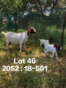 1+2X BOER GOAT FLOCK DOE FELA STOET BOERDERY - 2