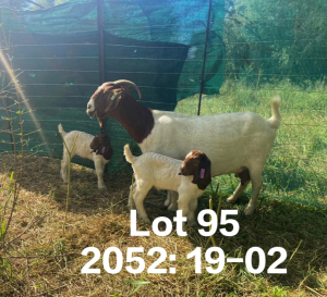 1+2X BOER GOAT FLOCK DOE FELA STOET BOERDERY