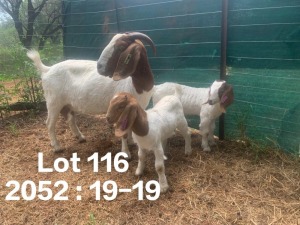 1+2X BOER GOAT FLOCK DOE FELA STOET BOERDERY