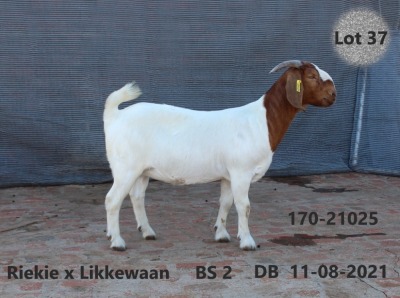 1X BOER GOAT PREGNANT STUD DOE FOURIE BOERBOKSTOET