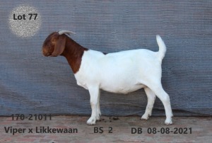 1X BOER GOAT PREGNANT FLOCK DOE FOURIE BOERBOKSTOET