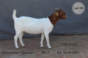 1X BOER GOAT STUD DOE FOURIE BOERBOKSTOET