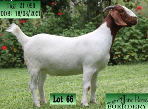 1X BOER GOAT STUD DOE JOHN BOTES BOERDERY