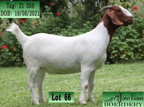 1X BOER GOAT STUD DOE JOHN BOTES BOERDERY