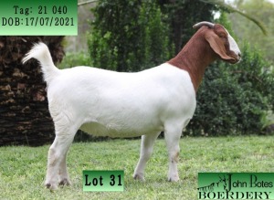 1X BOER GOAT STUD DOE JOHN BOTES BOERDERY