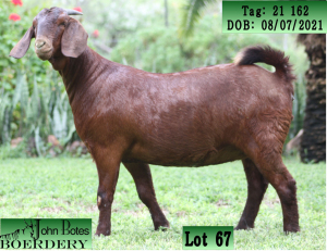 1X KALAHARI RED FLOCK DOE JOHN BOTES BOERDERY