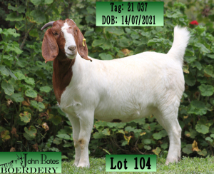 WITHDRAWN - 1X BOER GOAT DOE JOHN BOTES BOERDERY