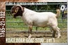 1X BOER GOAT FLOCK BUCK KOATI BOER GOAT STUD