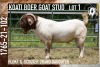 1X BOER GOAT FLOCK BUCK KOATI BOER GOAT STUD - 2