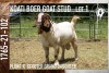 1X BOER GOAT FLOCK BUCK KOATI BOER GOAT STUD - 3