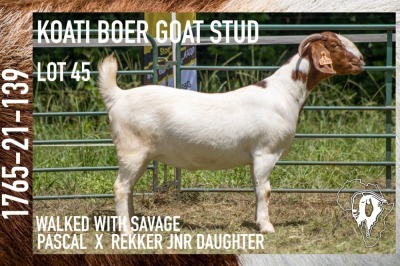 1X BOER GOAT STUD DOE KOATI BOER GOAT STUD