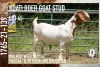 1X BOER GOAT STUD DOE KOATI BOER GOAT STUD - 2