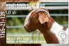 1X BOER GOAT STUD DOE KOATI BOER GOAT STUD - 3