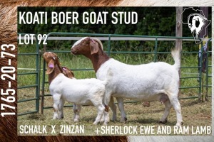 1+2X BOER GOAT FLOCK DOE KOATI BOER GOAT STUD