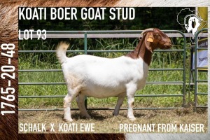 WITHDRAWN - 1X BOER GOAT DOE KOATI BOER GOAT STUD